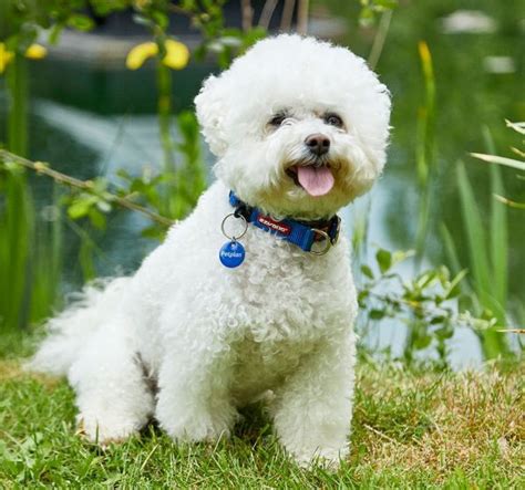 bichon frise personality